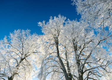view of the forest after a blizzard, frost on tree branches, white fields, clear blue sky, sunlight, Latvia