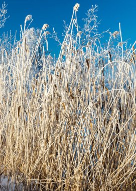 white frost on reeds, beautiful sunny winter day, texture of reeds, suitable for background