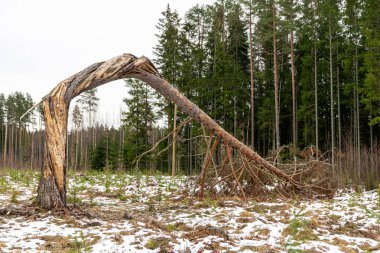 winter landscape with a lonely pine tree in the middle of a clearing, a broken tree, a tree trunk