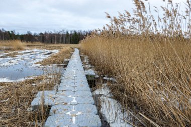 view of wide expanses of reed fields by the sea, seaside reed meadows, Randu plavas, Latvia