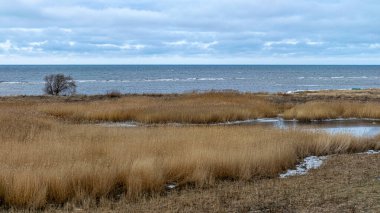 view of wide expanses of reed fields by the sea, seaside reed meadows, Randu plavas, Latvia