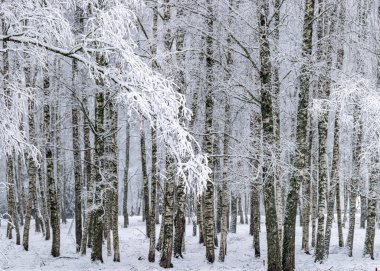 snowy park, snow blanket covers branches of trees and bushes, foggy and grainy snow fall background