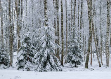 snowy park, snow blanket covers branches of trees and bushes, foggy and grainy snow fall background