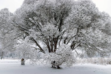 patterned drawings of snowy tree branches, mottled texture, winter texture, foggy and grainy snow fall background, winter
