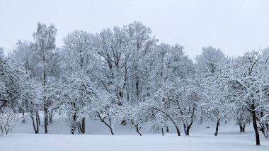 snowy park, snow blanket covers branches of trees and bushes, foggy and grainy snow fall background