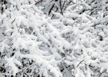 thick blanket of snow covers branches of trees and bushes, foggy and grainy background of falling snow, selective focus
