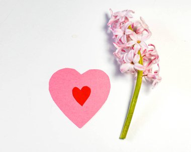 Güzel pembe sümbül çiçeği ve kalp, mutlu tatiller, bahar zamanı.