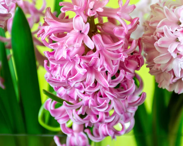 Mooie Roze Hyacinten Voorbodes Van Lente Fijne Feestdagen Gelukkig — Stockfoto