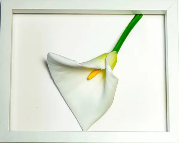 White Calla Flower White Frame Happy Holidays Spring Time — Stock Photo, Image