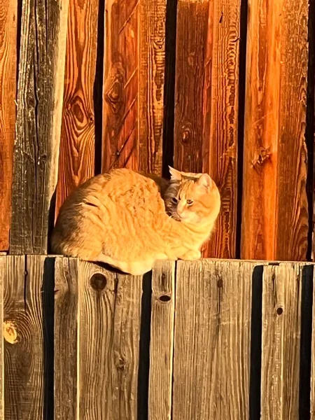 納屋では赤い猫が暖まって鳥を見ています — ストック写真