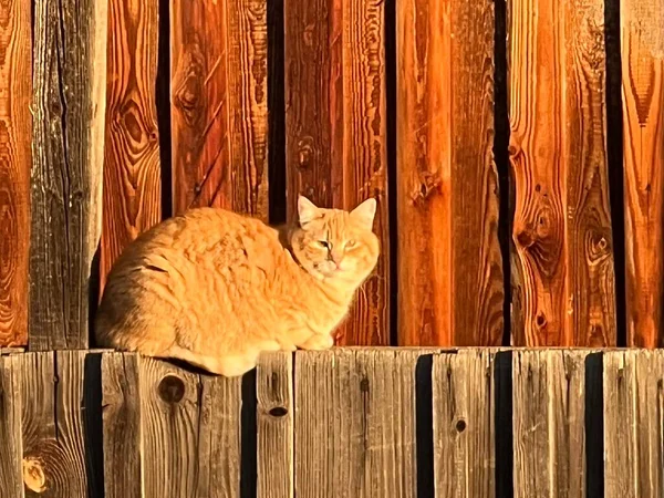 Eine Rote Katze Wärmt Sich Der Scheune Auf Und Beobachtet — Stockfoto