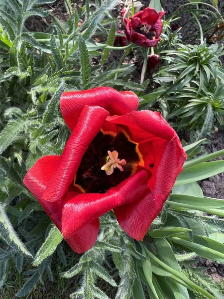 Kert Tavasszal Első Tavaszi Virágok Virágzik Kerti Elrendezése Kertész Koncepció — Stock Fotó