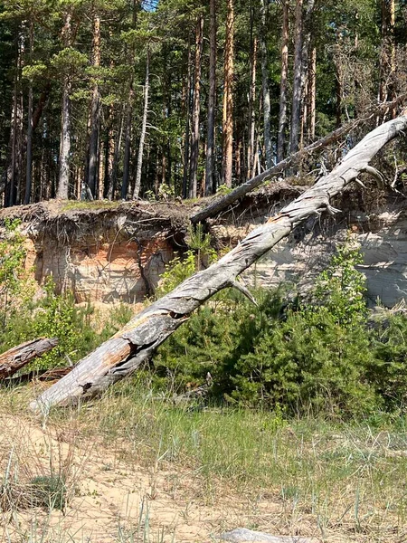 stock image white sandstone rock outcrops, beautiful tree root patterns on the rock wall, rocky coast of Vidzeme, Latvia