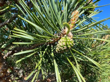 Çam dallarının manzarası, genç çam ağaçları ve çam çiçekleri, baharda yeşil dallar