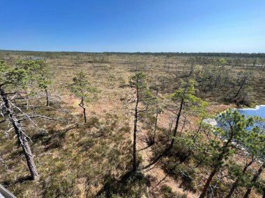 Geleneksel turba bataklık bitkisi, bataklık göletinin yoğun sulak arazisi, çeşitli bataklık bitkileri, yosun, ot, liken, turba