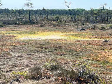 Geleneksel turba bataklık bitkisi, bataklık göletinin yoğun sulak arazisi, çeşitli bataklık bitkileri, yosun, ot, liken, turba