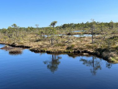 Geleneksel turba bataklık bitkisi, bataklık göletinin yoğun sulak arazisi, çeşitli bataklık bitkileri, yosun, ot, liken, turba