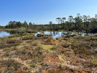 Geleneksel turba bataklık bitkisi, bataklık göletinin yoğun sulak arazisi, çeşitli bataklık bitkileri, yosun, ot, liken, turba