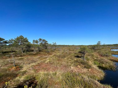 Geleneksel turba bataklık bitkisi, bataklık göletinin yoğun sulak arazisi, çeşitli bataklık bitkileri, yosun, ot, liken, turba