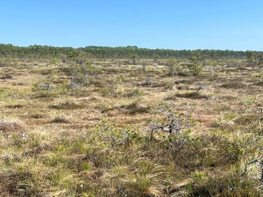 Geleneksel turba bataklık bitkisi, bataklık göletinin yoğun sulak arazisi, çeşitli bataklık bitkileri, yosun, ot, liken, turba