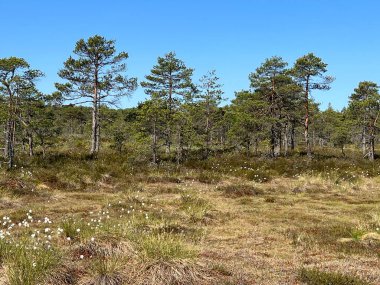 Geleneksel turba bataklık bitkisi, bataklık göletinin yoğun sulak arazisi, çeşitli bataklık bitkileri, yosun, ot, liken, turba