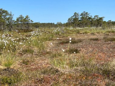 Geleneksel turba bataklık bitkisi, bataklık göletinin yoğun sulak arazisi, çeşitli bataklık bitkileri, yosun, ot, liken, turba