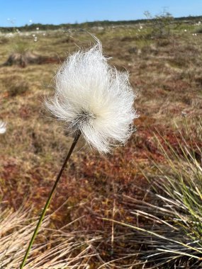 Geleneksel bataklık bitkileri, yosunlar, liken çiçekleri, çiçek açan yastıklar (Eriophorum) rüzgarda sallanıyor, bataklık arka planı, bataklık