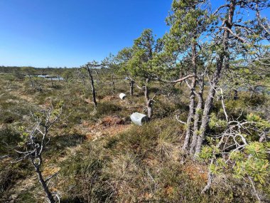 Geleneksel turba bataklık bitkisi, bataklık göletinin yoğun sulak arazisi, çeşitli bataklık bitkileri, yosun, ot, liken, turba