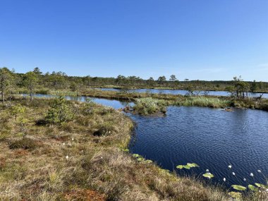 Geleneksel turba bataklık bitkisi, bataklık göletinin yoğun sulak arazisi, çeşitli bataklık bitkileri, yosun, ot, liken, turba