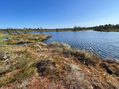 Geleneksel turba bataklık bitkisi, bataklık göletinin yoğun sulak arazisi, çeşitli bataklık bitkileri, yosun, ot, liken, turba