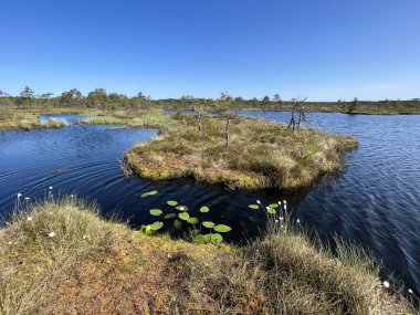 Geleneksel turba bataklık bitkisi, bataklık göletinin yoğun sulak arazisi, çeşitli bataklık bitkileri, yosun, ot, liken, turba