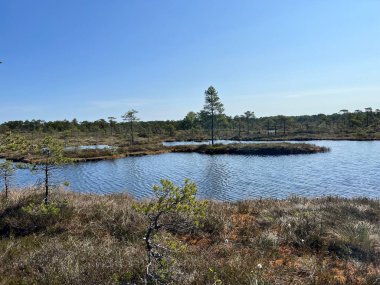 Geleneksel turba bataklık bitkisi, bataklık göletinin yoğun sulak arazisi, çeşitli bataklık bitkileri, yosun, ot, liken, turba