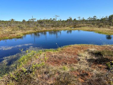 Geleneksel turba bataklık bitkisi, bataklık göletinin yoğun sulak arazisi, çeşitli bataklık bitkileri, yosun, ot, liken, turba