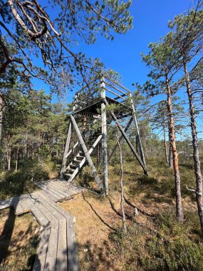 Geleneksel turba bataklık bitkisi, bataklık göletinin yoğun sulak arazisi, çeşitli bataklık bitkileri, yosun, ot, liken, turba