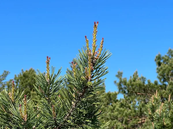 View Pine Branches Young Pine Buds Pine Flowers Green Branches — Stock Photo, Image