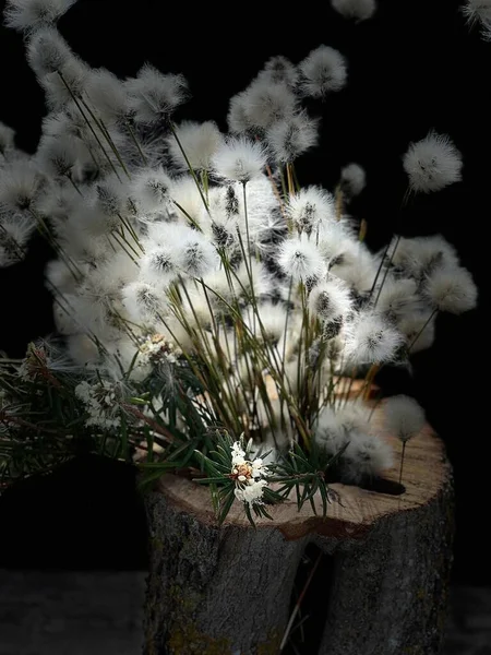 Still Life White Bog Plants Pillow Inserts Tree Trunk — Stock Photo, Image
