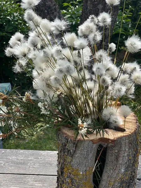 stock image still life with white bog plants pillow inserts in tree trunk