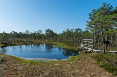 Bataklık manzarası, bahar renklerinde bataklık bitkileri, küçük bataklık gölleri, küçük bataklık çam ağaçları, çimen, yosun, büyük bir havza sistemindeki turba adaları ile kaplı adalar.