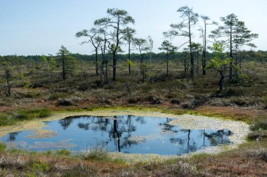 Bataklık manzarası, bahar renklerinde bataklık bitkileri, küçük bataklık gölleri, küçük bataklık çam ağaçları, çimen, yosun, büyük bir havza sistemindeki turba adaları ile kaplı adalar.