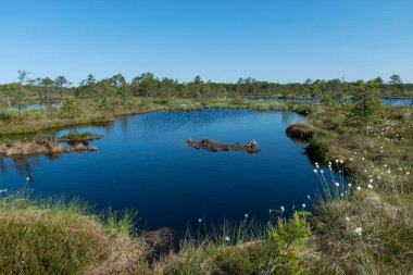 Bataklık manzarası, bahar renklerinde bataklık bitkileri, küçük bataklık gölleri, küçük bataklık çam ağaçları, çimen, yosun, büyük bir havza sistemindeki turba adaları ile kaplı adalar.