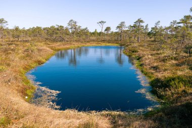 Bataklık çimleri ve su havuzu, turba bataklığı, büyük kuraklık döneminde turba bataklığı, bataklıkta su kaybı.