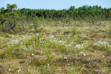 Bataklık çayırlarında esen beyaz pamuk çiçekleri, baharın başlarında açan bataklık pamuk bitkisi, bataklık bayrağı, pamuk çimi (Eriophorum angustifolium))
