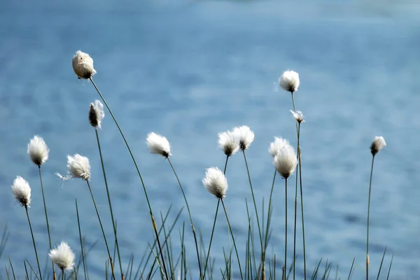 Weißes Baumwollgras Blüht Auf Einer Wind Wehenden Moorwiese Zeitigen Frühling — Stockfoto