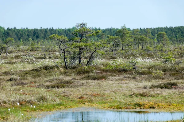 Moeraslandschap Lentekleurige Moerasvegetatie Kleine Moerasmeren Eilanden Bedekt Met Dennenappels Gras — Stockfoto