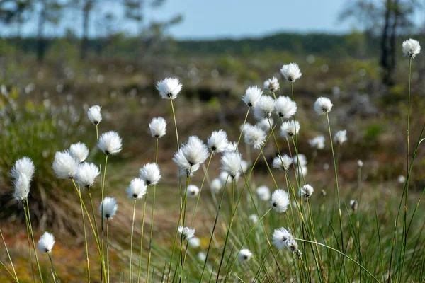 Fleurs Herbe Coton Blanc Dans Une Prairie Marécageuse Soufflant Dans — Photo