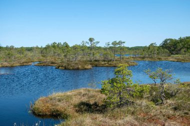 Bataklık manzarası, bahar renklerinde bataklık bitkileri, küçük bataklık gölleri, küçük bataklık çam ağaçları, çimen, yosun, büyük bir havza sistemindeki turba adaları ile kaplı adalar.