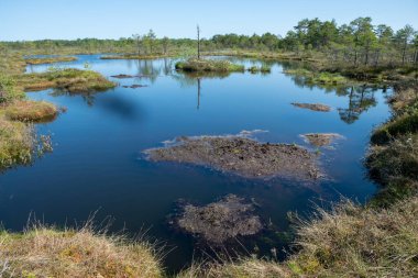 Bataklık manzarası, bahar renklerinde bataklık bitkileri, küçük bataklık gölleri, küçük bataklık çam ağaçları, çimen, yosun, büyük bir havza sistemindeki turba adaları ile kaplı adalar.