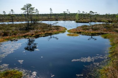 Bataklık manzarası, bahar renklerinde bataklık bitkileri, küçük bataklık gölleri, küçük bataklık çam ağaçları, çimen, yosun, büyük bir havza sistemindeki turba adaları ile kaplı adalar.