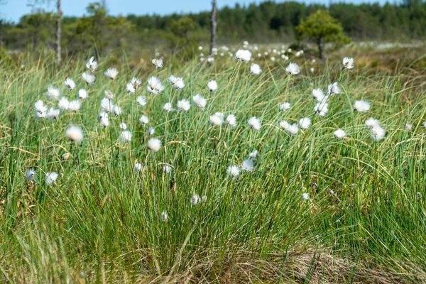 Białe Kwiaty Trawy Bawełnianej Bagnistej Łące Wiejące Wietrze Roślina Trawy — Zdjęcie stockowe
