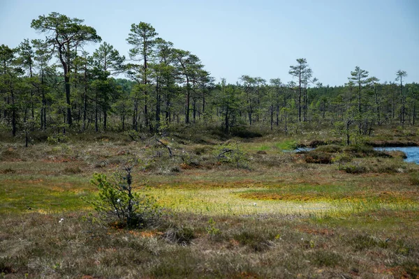 stock image Bog grass and water pool, peat bog, peat bog during a period of great drought, loss of water in the bog